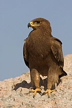 Steppe Eagle (Aquila nipalensis), Salalah, Oman