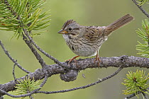 Lincoln's Sparrow (Melospiza lincolnii), Saskatchewan, Canada