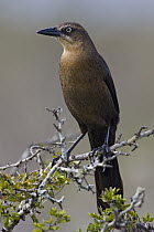 Great-tailed Grackle (Quiscalus mexicanus) female, Texas