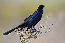 Great-tailed Grackle (Quiscalus mexicanus) male, Texas