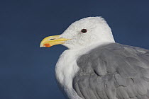 Glaucous-winged Gull (Larus glaucescens), British Columbia, Canada