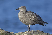 Glaucous-winged Gull (Larus glaucescens) first cycle juvenile, British Columbia, Canada