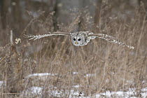Barred Owl (Strix varia), Ontario, Canada