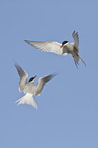 Arctic Tern (Sterna paradisaea) pair flying, Manitoba, Canada