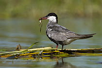 Whiskered Tern (Chlidonias hybrida) carrying a frog, Seville, Spain