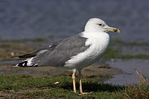 Armenian Gull (Larus armenicus), Oman