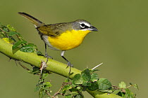 Yellow-breasted Chat (Icteria virens), Texas