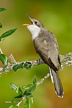 Yellow-billed Cuckoo (Coccyzus americanus) singing, Texas