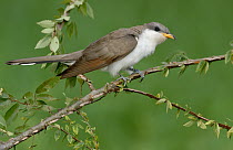 Yellow-billed Cuckoo (Coccyzus americanus), Texas