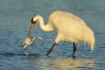 Whooping Crane (Grus americana) picking up a crab, Texas