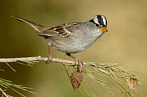 White-crowned Sparrow (Zonotrichia leucophrys), California