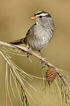 White-crowned Sparrow (Zonotrichia leucophrys), California