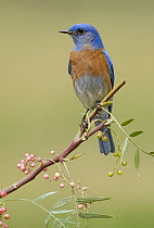 Western Bluebird (Sialia mexicana) male, California