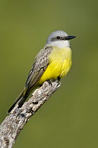 Tropical Kingbird (Tyrannus melancholicus), Texas