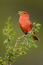 Summer Tanager (Piranga rubra) male singing, Texas