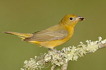 Summer Tanager (Piranga rubra) female carrying insects, Texas
