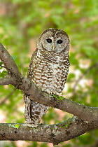 Spotted Owl (Strix occidentalis), Arizona