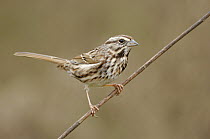 Song Sparrow (Melospiza melodia), British Columbia, Canada