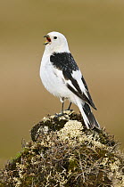 Snow Bunting (Plectrophenax nivalis) male singing, Alaska
