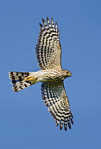 Sharp-shinned Hawk (Accipiter striatus), Texas