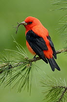 Scarlet Tanager (Piranga olivacea) feeding on an insect, Texas