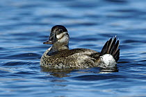 Ruddy Duck (Oxyura jamaicensis), Texas