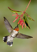 Ruby-throated Hummingbird (Archilochus colubris) male feeding on nectar from flower, Texas