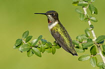 Ruby-throated Hummingbird (Archilochus colubris), Texas