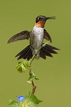 Ruby-throated Hummingbird (Archilochus colubris), Texas