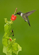 Ruby-throated Hummingbird (Archilochus colubris) feeding on nectar, Texas