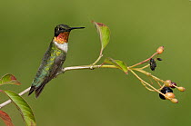 Ruby-throated Hummingbird (Archilochus colubris) male, Texas