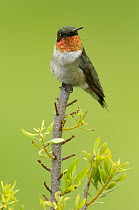 Ruby-throated Hummingbird (Archilochus colubris) male, Texas