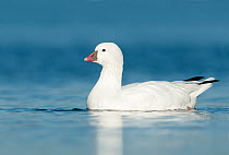 Ross' Goose (Chen rossii), Texas