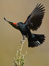 Red-winged Blackbird (Agelaius phoeniceus) male, Texas