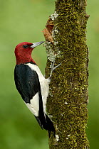 Red-headed Woodpecker (Melanerpes erythrocephalus), Texas