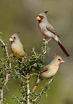 Pyrrhuloxia (Cardinalis sinuatus) pair with Northern Cardinal (Cardinalis cardinalis) female, Texas