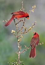 Northern Cardinal (Cardinalis cardinalis) males, Texas