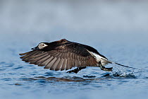 Long-tailed Duck (Clangula hyemalis) male flying, Alaska
