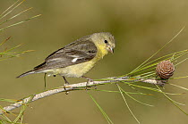 Lesser Goldfinch (Carduelis psaltria) female, Arizona