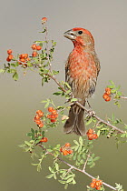 House Finch (Carpodacus mexicanus) male, Arizona