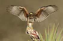 Harris' Hawk (Parabuteo unicinctus), Texas