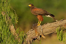 Harris' Hawk (Parabuteo unicinctus) with rabbit prey, Texas