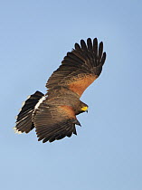 Harris' Hawk (Parabuteo unicinctus), Texas