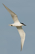 Gull-billed Tern (Gelochelidon nilotica), Texas