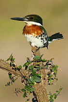 Green Kingfisher (Chloroceryle americana), Texas