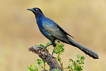 Great-tailed Grackle (Quiscalus mexicanus) male, Texas