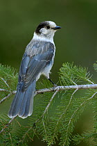 Canada Jay (Perisoreus canadensis), Oregon