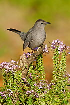 Gray Catbird (Dumetella carolinensis), Texas