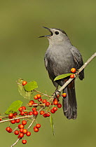 Gray Catbird (Dumetella carolinensis) singing, Texas