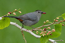 Gray Catbird (Dumetella carolinensis) eating berries, Texas